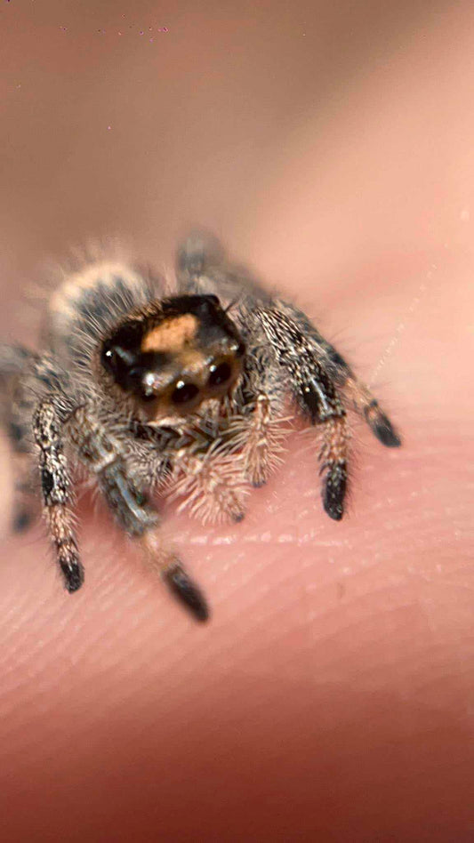 PHIDIPPUS REGIUS SIERRA