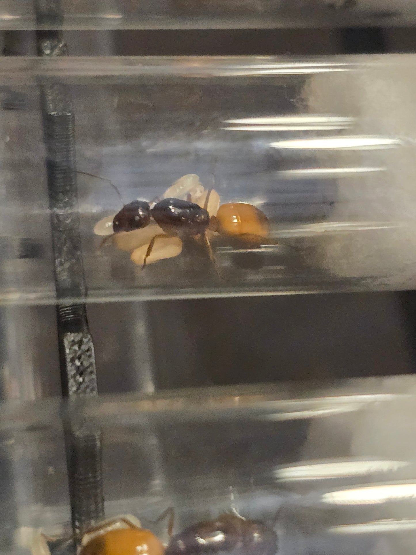 CAMPONOTUS FEDTSCHENKOI