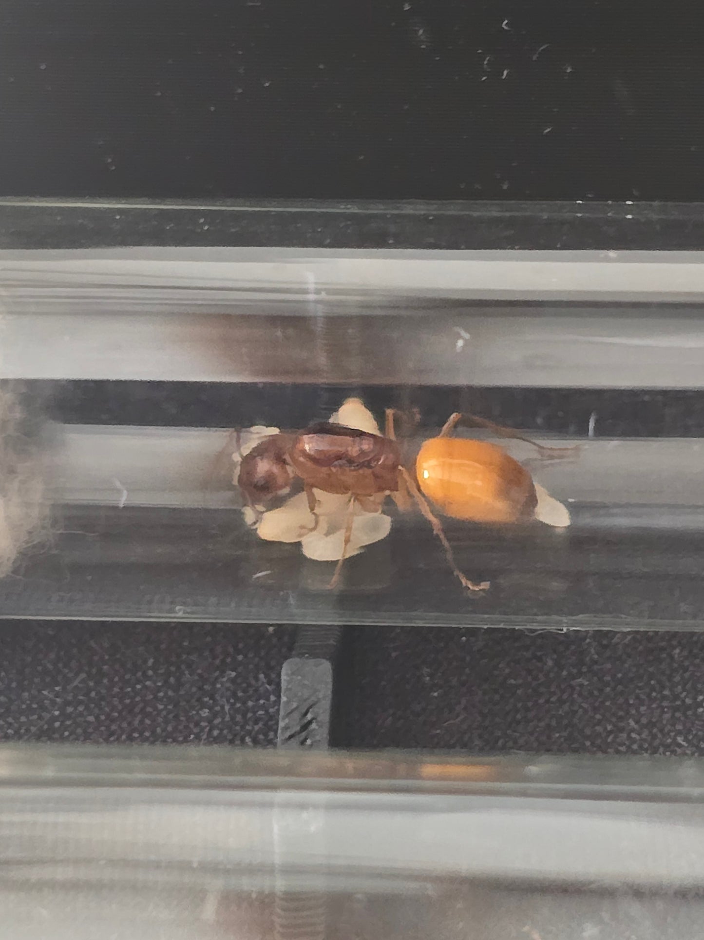 CAMPONOTUS FEDTSCHENKOI
