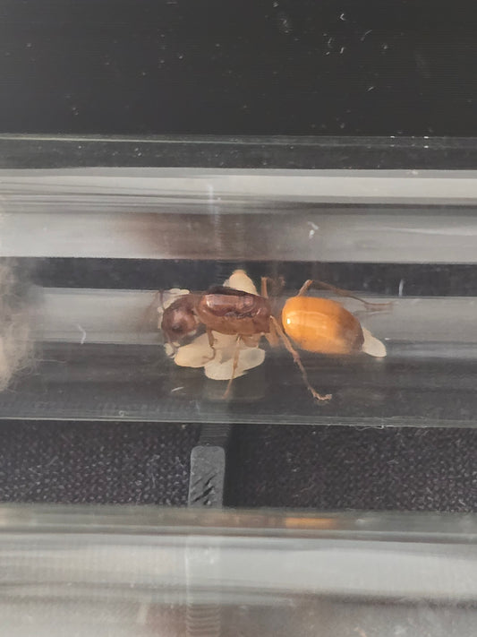 CAMPONOTUS FEDTSCHENKOI
