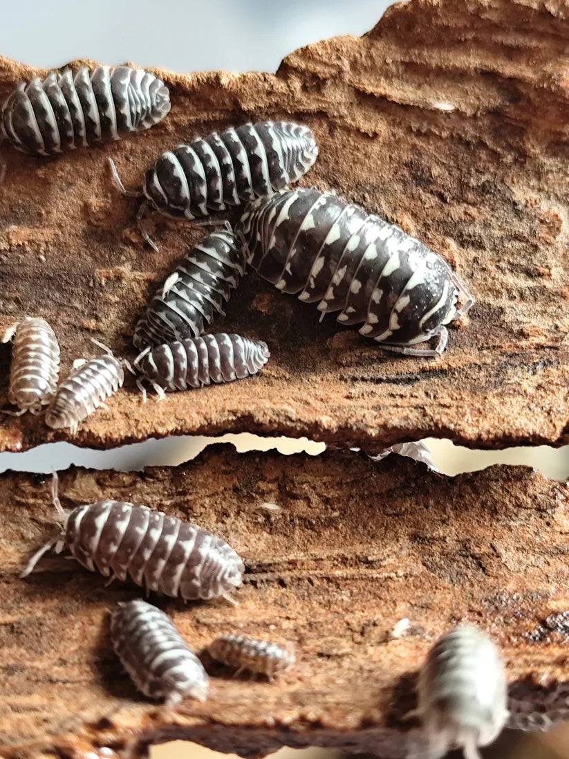 Armadillidium Maculatum "Zebra"