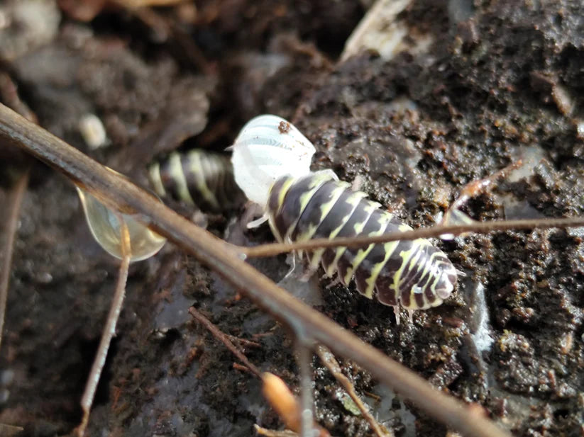 Armadillidium Maculatum Yellow