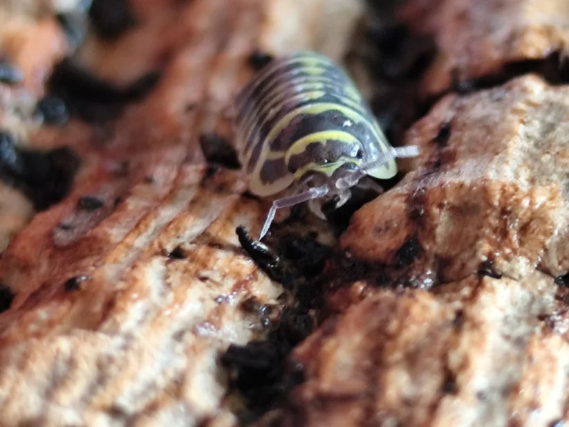 Armadillidium Maculatum Yellow