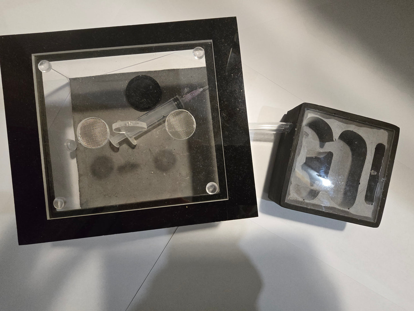 KIT EDUCATIF BLACK + CAMPONOTUS MACULATUS