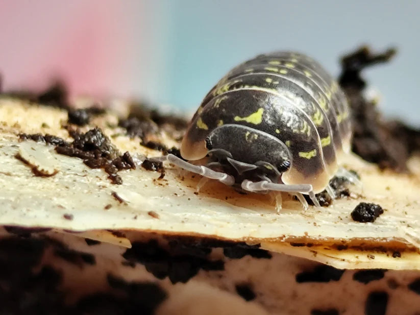 Armadillidium Versicolore Slovenia