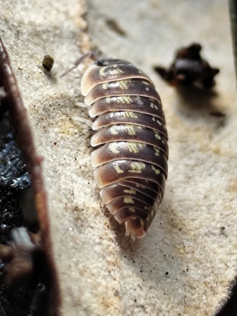 Armadillidium Versicolore Slovenia