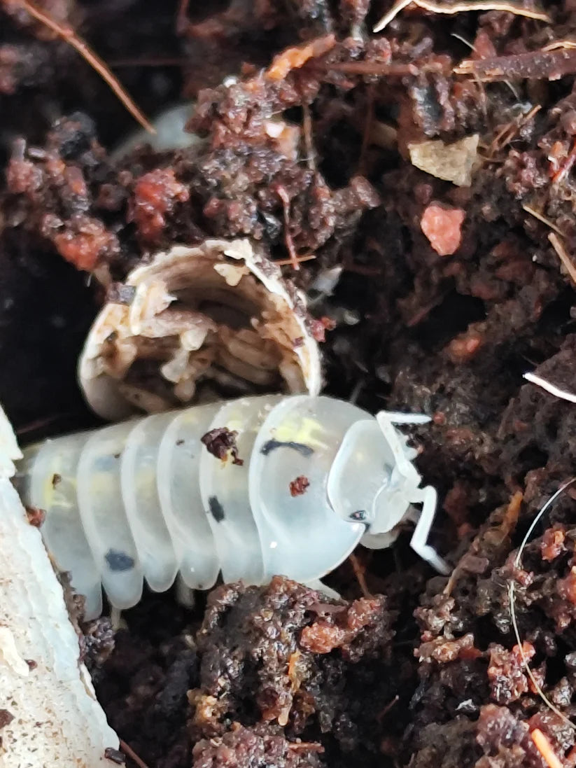 Armadillidium Vulgare "Magic Potion"