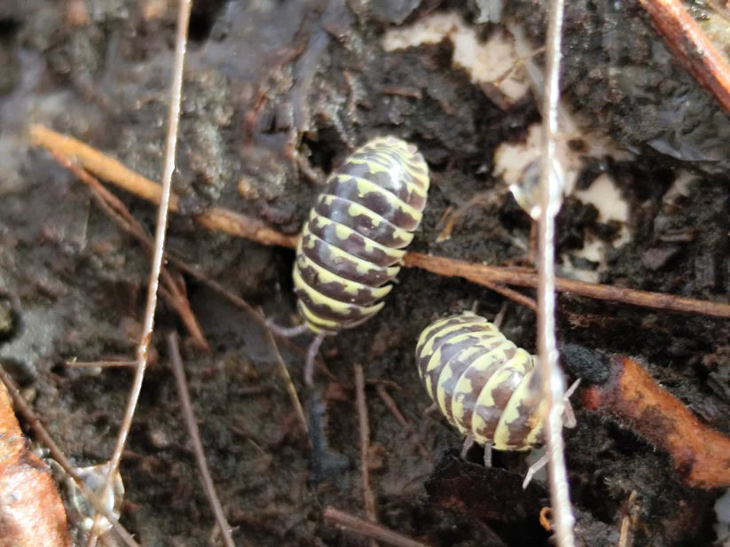 Armadillidium Maculatum Yellow