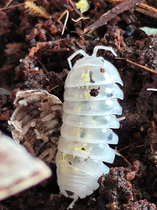 Armadillidium Vulgare "Magic Potion"