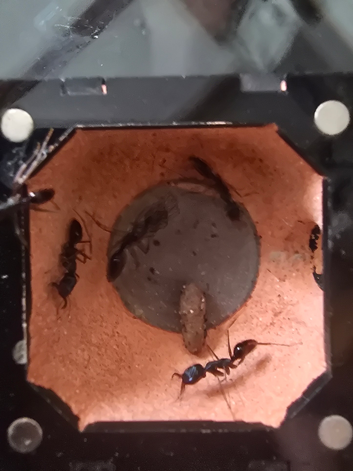 Odontomachus monticola