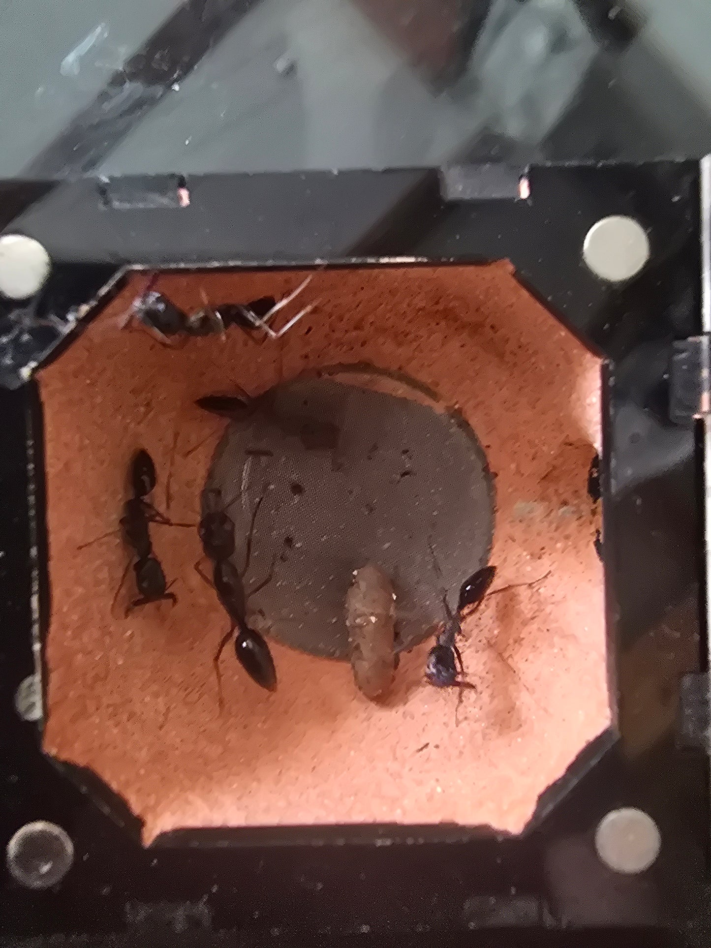 Odontomachus monticola