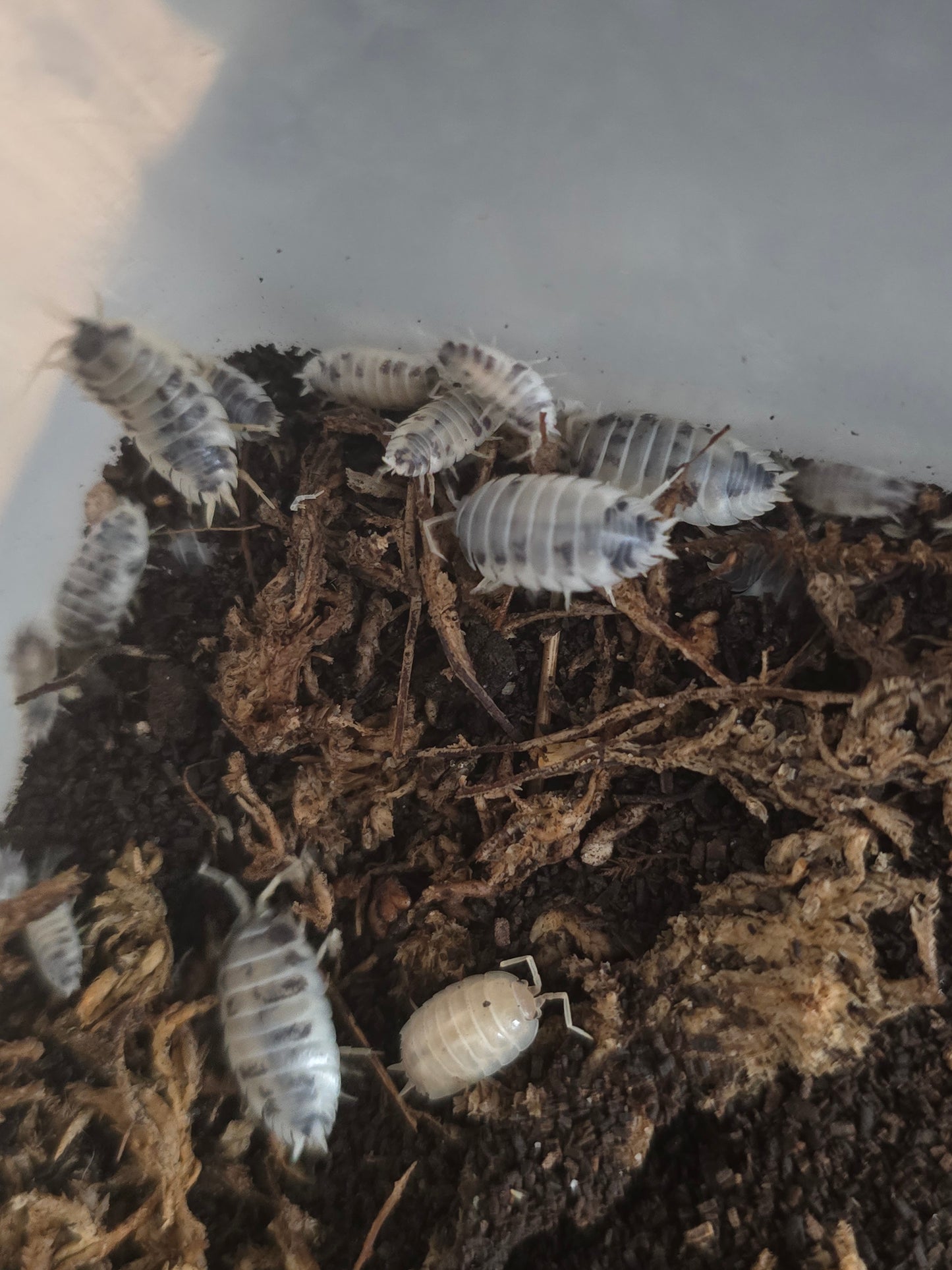 PORCELLIO SCABER oréo