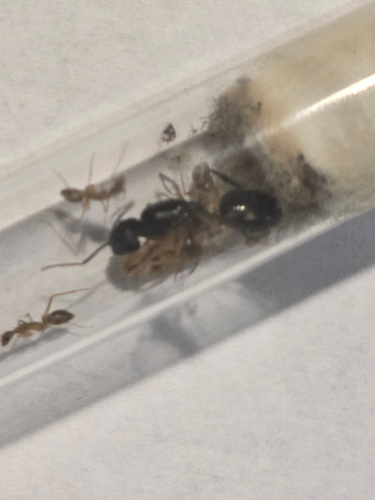 CAMPONOPUS MACULATUS