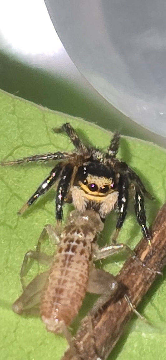 EUOMPHRYS SULFUREA